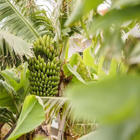 Guestready - Hideaway With Bbq 3* Funchal (Madeira)