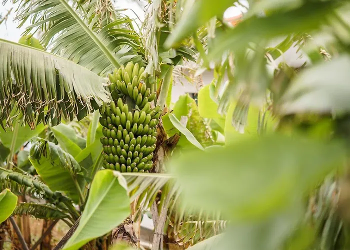 Guestready - Hideaway With Bbq 3* Funchal (Madeira)